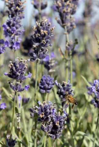 Phoenix Rooftop | Design: BENT Architecture | Images: Dianna Snape Phoenix Rooftop | Design: BENT Architecture | Images: Dianna Snape | Builtworks.com.au