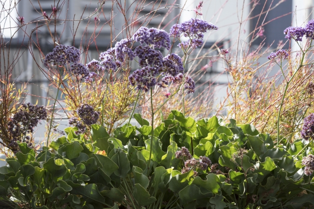 Phoenix Rooftop | Design: BENT Architecture | Images: Dianna Snape Phoenix Rooftop | Design: BENT Architecture | Images: Dianna Snape | Builtworks.com.au