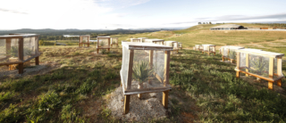 National Arboretum Canberra | Design: Tonkin Zulaikha Greer and Taylor Cullity Lethlean | Images: Brett Boardman and John Gollings | Builtworks.com.au