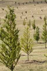National Arboretum Canberra | Design: Tonkin Zulaikha Greer and Taylor Cullity Lethlean | Images: Brett Boardman and John Gollings | Builtworks.com.au