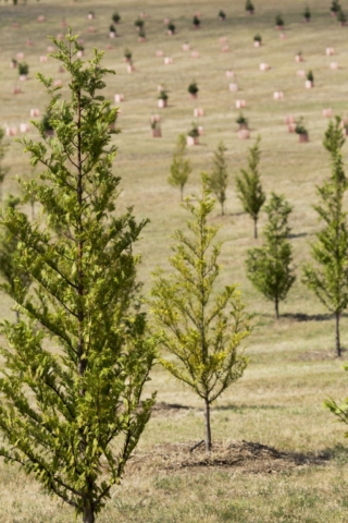 National Arboretum Canberra | Design: Tonkin Zulaikha Greer and Taylor Cullity Lethlean | Images: Brett Boardman and John Gollings National Arboretum Canberra | Design: Tonkin Zulaikha Greer and Taylor Cullity Lethlean | Images: Brett Boardman and John Gollings | Builtworks.com.au