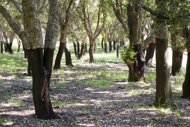 National Arboretum Canberra | Design: Tonkin Zulaikha Greer and Taylor Cullity Lethlean | Images: Brett Boardman and John Gollings National Arboretum Canberra | Design: Tonkin Zulaikha Greer and Taylor Cullity Lethlean | Images: Brett Boardman and John Gollings | Builtworks.com.au
