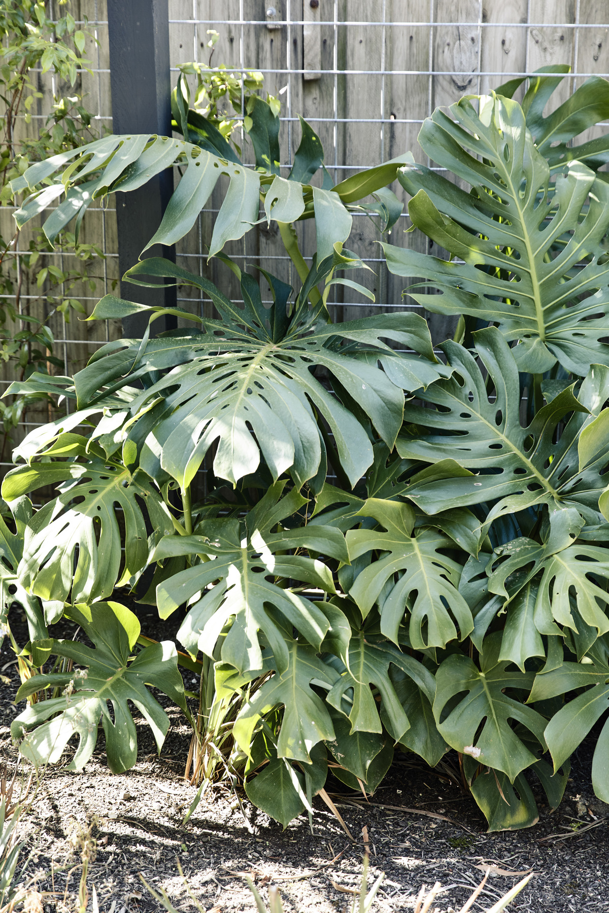 Frankston Mid Century Modern | Design: MRTN Architects | Images: Derek Swalwell | Builtworks.com.au