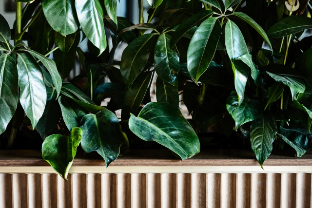 San Lorenzo | Design: Peter Ryan Architects | Images: Alex Reinders San Lorenzo | Design: Peter Ryan Architects | Images: Alex Reinders | Builtworks.com.au