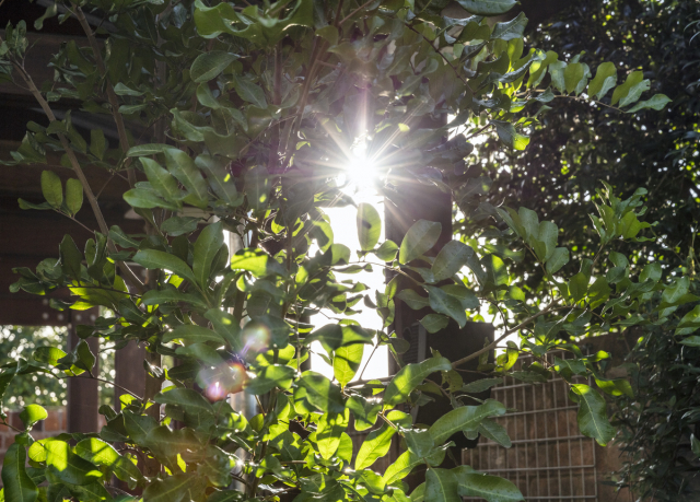 Oye Mi Canto House | Design: CplusC Architectural Workshop | Image: Murray Fredericks | Builtworks.com.au