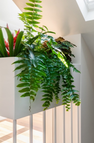 Little Paddo | Design: Anton Kouzmin Architecture | Image: Katherine Lu | Builtworks.com.au