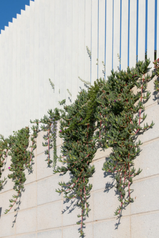 Launceston Modernist | Design: HONED Architecture + Design | Image: Anjie Blair | Builtworks.com.au